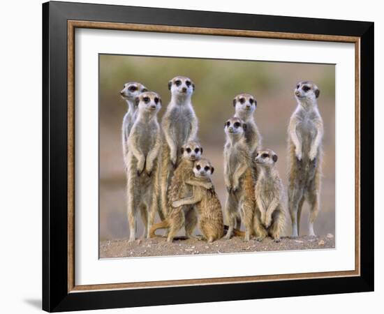 Meerkat Family with Young on the Lookout-null-Framed Photographic Print