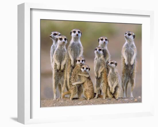 Meerkat Family with Young on the Lookout-null-Framed Photographic Print