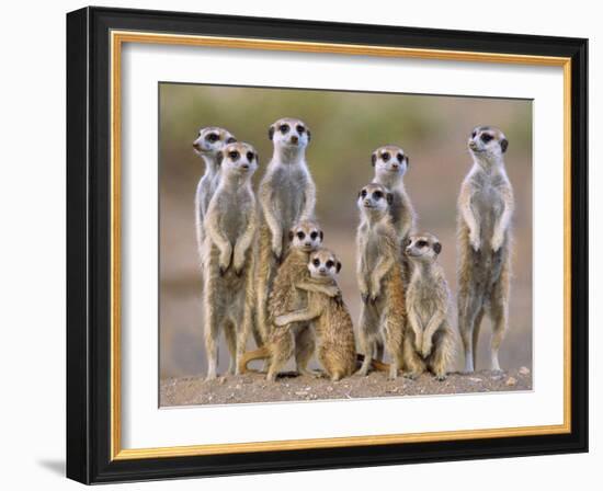 Meerkat Family with Young on the Lookout-null-Framed Photographic Print