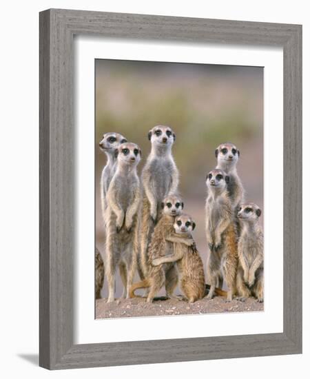 Meerkat Family with Young on the Lookout-null-Framed Photographic Print