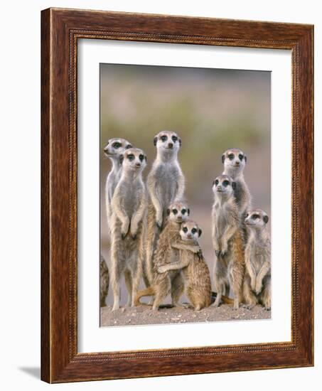 Meerkat Family with Young on the Lookout-null-Framed Photographic Print