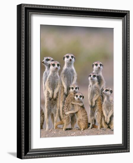 Meerkat Family with Young on the Lookout-null-Framed Photographic Print