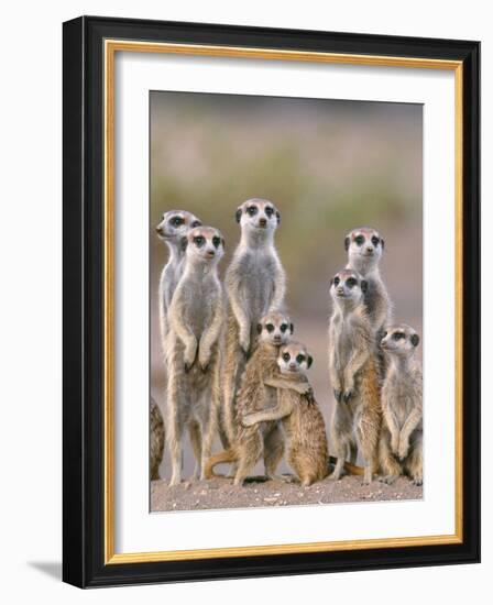 Meerkat Family with Young on the Lookout-null-Framed Photographic Print