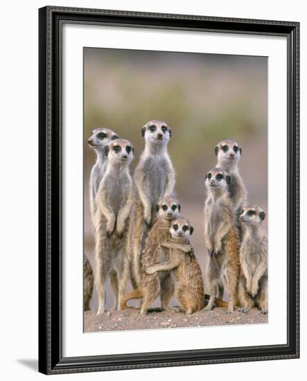 Meerkat Family with Young on the Lookout-null-Framed Photographic Print