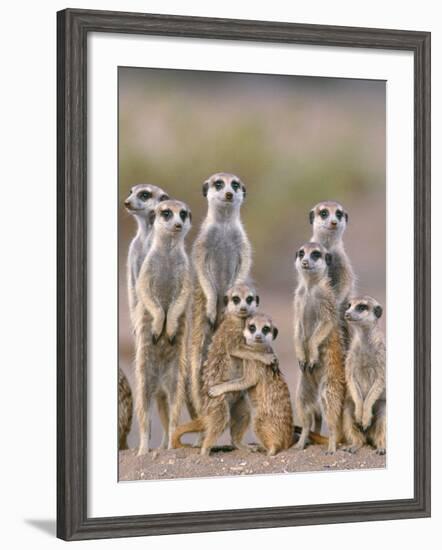 Meerkat Family with Young on the Lookout-null-Framed Photographic Print