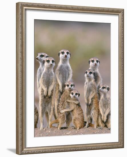 Meerkat Family with Young on the Lookout-null-Framed Photographic Print