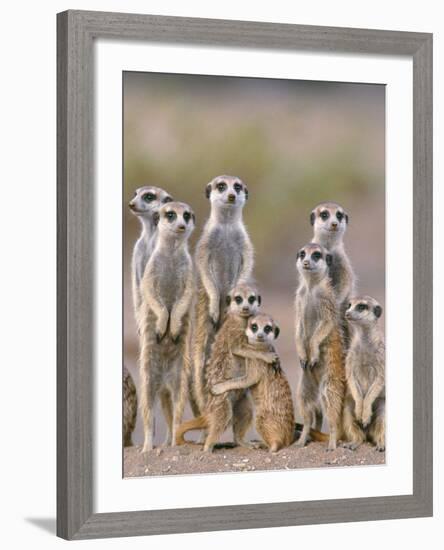 Meerkat Family with Young on the Lookout-null-Framed Photographic Print