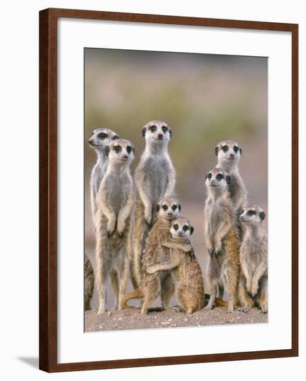 Meerkat Family with Young on the Lookout-null-Framed Photographic Print