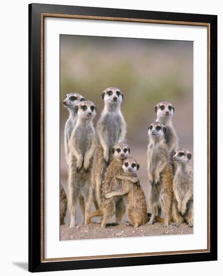 Meerkat Family with Young on the Lookout-null-Framed Photographic Print