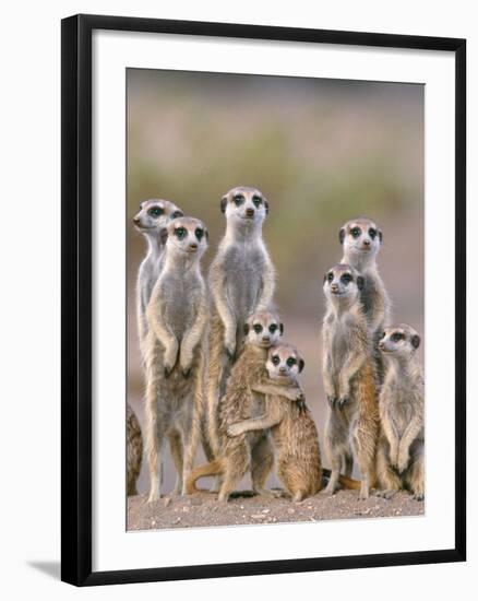 Meerkat Family with Young on the Lookout-null-Framed Photographic Print