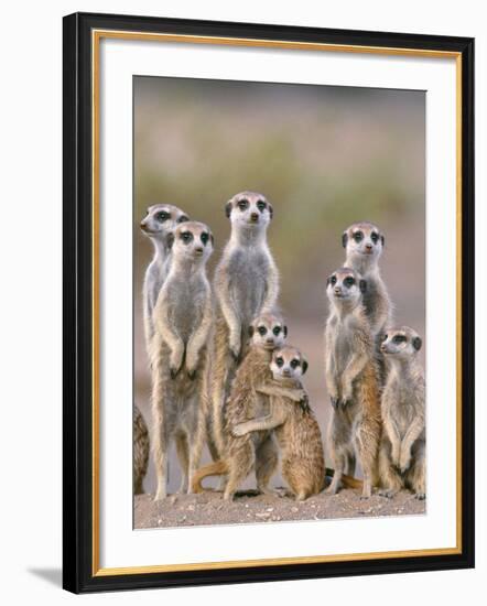 Meerkat Family with Young on the Lookout-null-Framed Photographic Print
