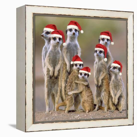 Meerkat Family-null-Framed Premier Image Canvas