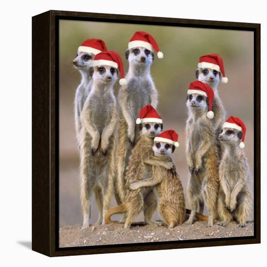 Meerkat Family-null-Framed Premier Image Canvas