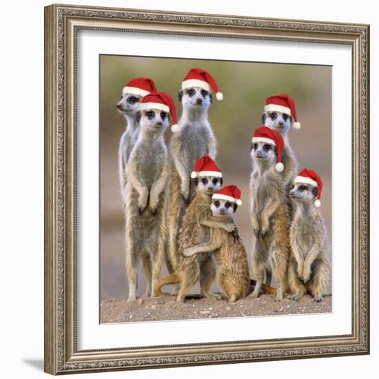 Meerkat Family-null-Framed Photographic Print