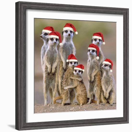 Meerkat Family--Framed Photographic Print
