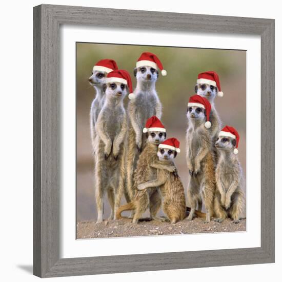 Meerkat Family-null-Framed Photographic Print