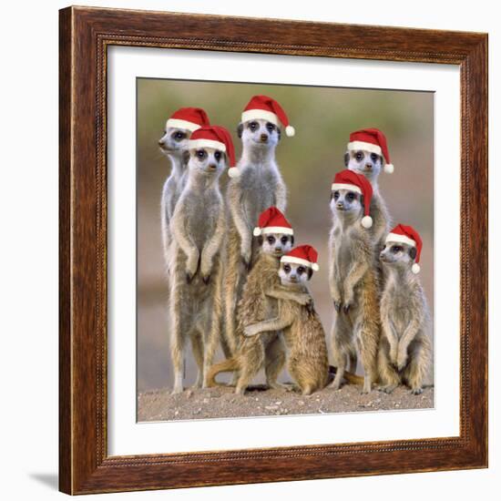 Meerkat Family-null-Framed Photographic Print