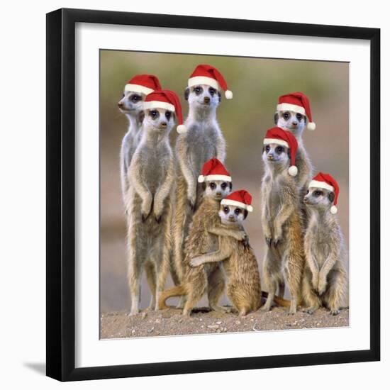 Meerkat Family-null-Framed Photographic Print