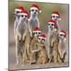 Meerkat Family-null-Mounted Photographic Print