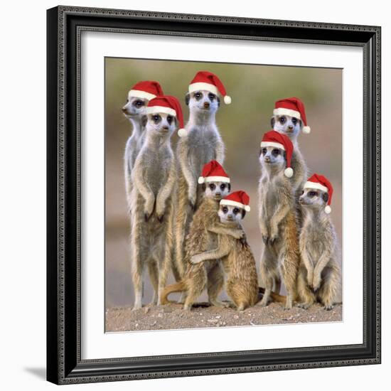 Meerkat Family-null-Framed Photographic Print