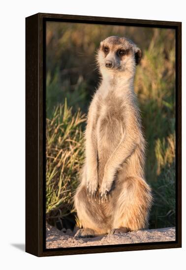 Meerkat Gaze-Howard Ruby-Framed Premier Image Canvas