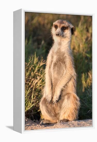 Meerkat Gaze-Howard Ruby-Framed Premier Image Canvas