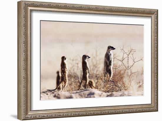 Meerkat , Kgalagadi Transfrontier Park, Kalahari, Northern Cape, South Africa, Africa-Christian Kober-Framed Photographic Print