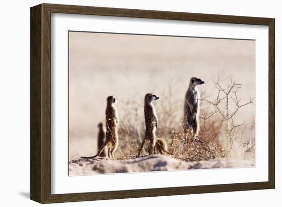 Meerkat , Kgalagadi Transfrontier Park, Kalahari, Northern Cape, South Africa, Africa-Christian Kober-Framed Photographic Print