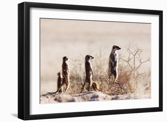 Meerkat , Kgalagadi Transfrontier Park, Kalahari, Northern Cape, South Africa, Africa-Christian Kober-Framed Photographic Print