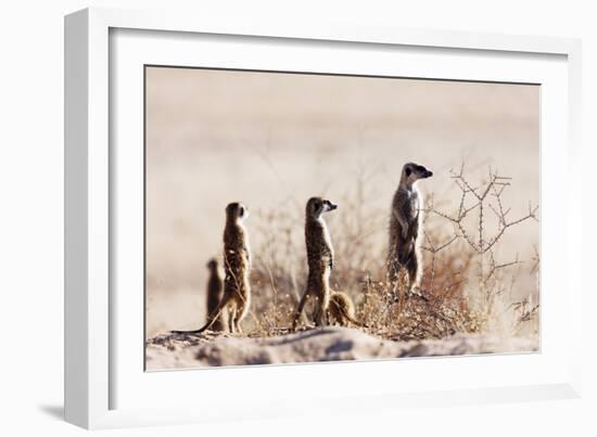 Meerkat , Kgalagadi Transfrontier Park, Kalahari, Northern Cape, South Africa, Africa-Christian Kober-Framed Photographic Print