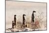 Meerkat , Kgalagadi Transfrontier Park, Kalahari, Northern Cape, South Africa, Africa-Christian Kober-Mounted Photographic Print