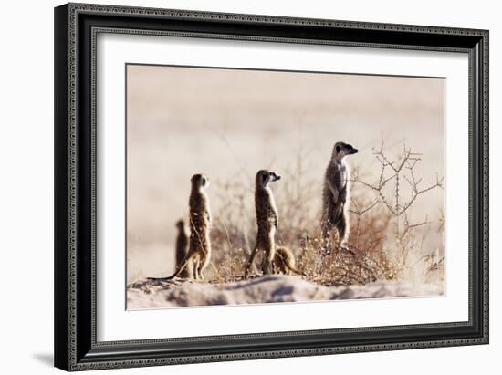 Meerkat , Kgalagadi Transfrontier Park, Kalahari, Northern Cape, South Africa, Africa-Christian Kober-Framed Photographic Print