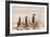 Meerkat , Kgalagadi Transfrontier Park, Kalahari, Northern Cape, South Africa, Africa-Christian Kober-Framed Photographic Print