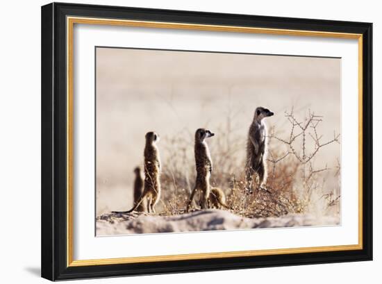 Meerkat , Kgalagadi Transfrontier Park, Kalahari, Northern Cape, South Africa, Africa-Christian Kober-Framed Photographic Print