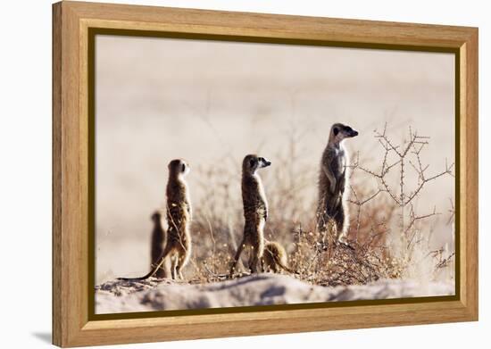 Meerkat , Kgalagadi Transfrontier Park, Kalahari, Northern Cape, South Africa, Africa-Christian Kober-Framed Premier Image Canvas