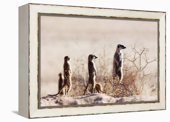 Meerkat , Kgalagadi Transfrontier Park, Kalahari, Northern Cape, South Africa, Africa-Christian Kober-Framed Premier Image Canvas