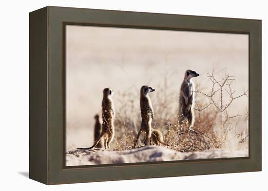 Meerkat , Kgalagadi Transfrontier Park, Kalahari, Northern Cape, South Africa, Africa-Christian Kober-Framed Premier Image Canvas