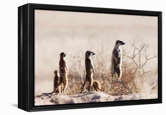 Meerkat , Kgalagadi Transfrontier Park, Kalahari, Northern Cape, South Africa, Africa-Christian Kober-Framed Premier Image Canvas