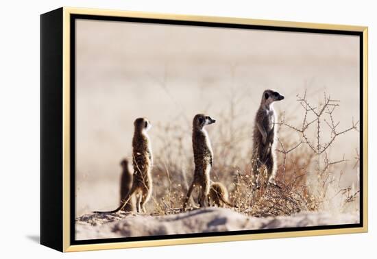 Meerkat , Kgalagadi Transfrontier Park, Kalahari, Northern Cape, South Africa, Africa-Christian Kober-Framed Premier Image Canvas