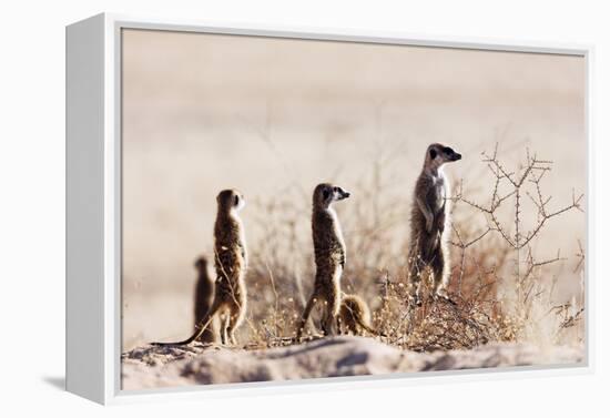 Meerkat , Kgalagadi Transfrontier Park, Kalahari, Northern Cape, South Africa, Africa-Christian Kober-Framed Premier Image Canvas