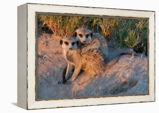 Meerkat Love-Howard Ruby-Framed Premier Image Canvas