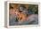 Meerkat Love-Howard Ruby-Framed Premier Image Canvas