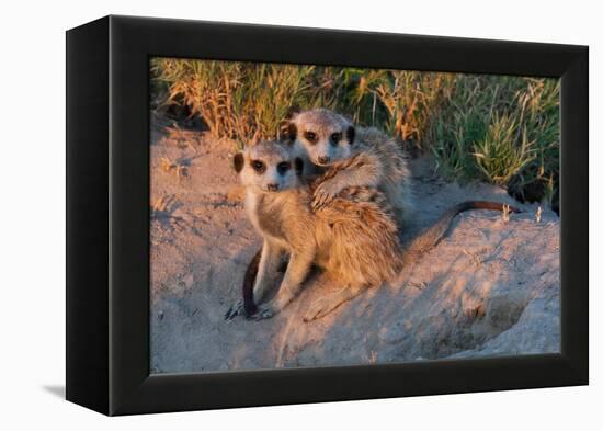 Meerkat Love-Howard Ruby-Framed Premier Image Canvas