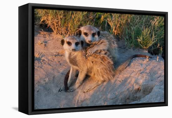 Meerkat Love-Howard Ruby-Framed Premier Image Canvas