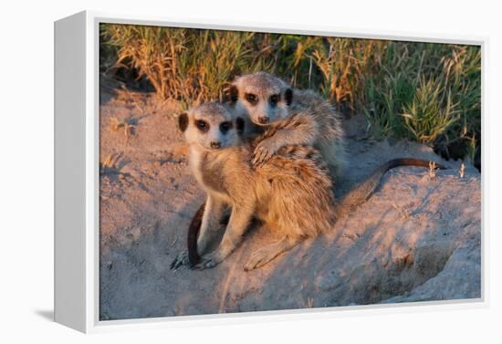 Meerkat Love-Howard Ruby-Framed Premier Image Canvas