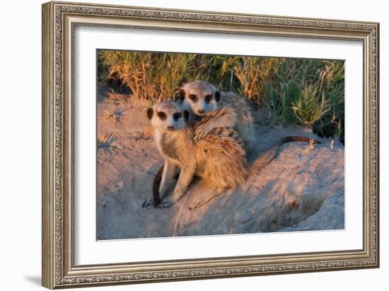 Meerkat Love-Howard Ruby-Framed Photographic Print