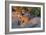 Meerkat Love-Howard Ruby-Framed Photographic Print