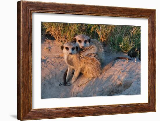 Meerkat Love-Howard Ruby-Framed Photographic Print