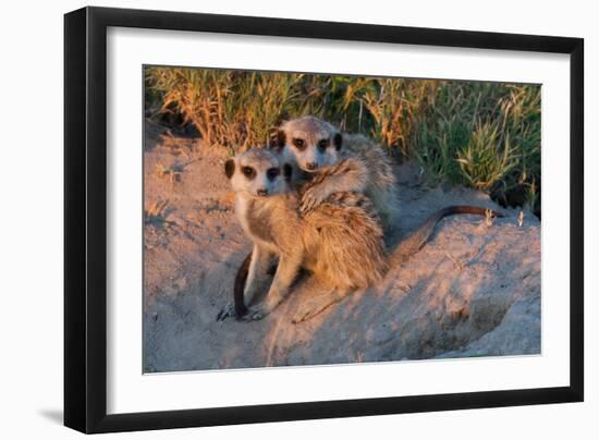 Meerkat Love-Howard Ruby-Framed Photographic Print