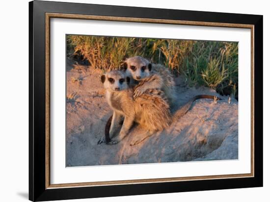 Meerkat Love-Howard Ruby-Framed Photographic Print